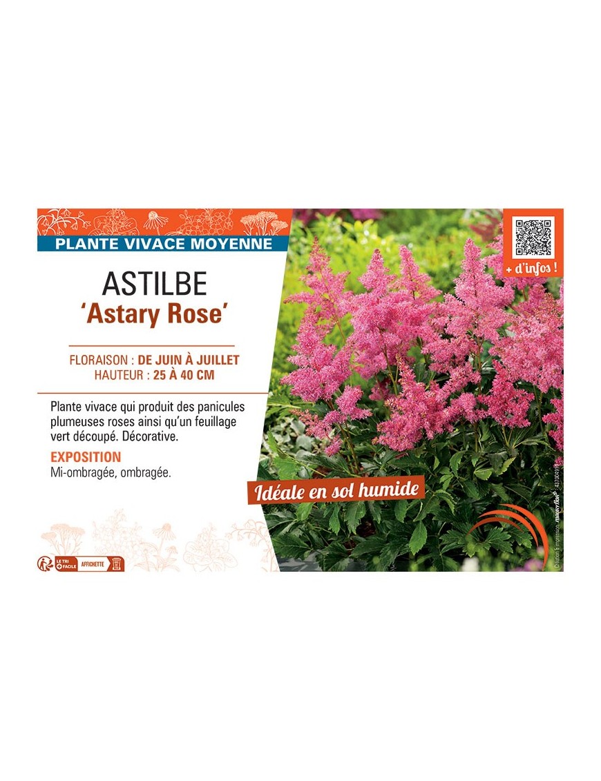 ASTILBE ASTARY ROSE