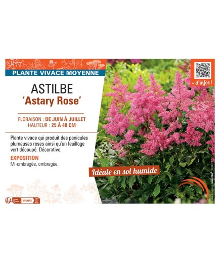 ASTILBE ASTARY ROSE
