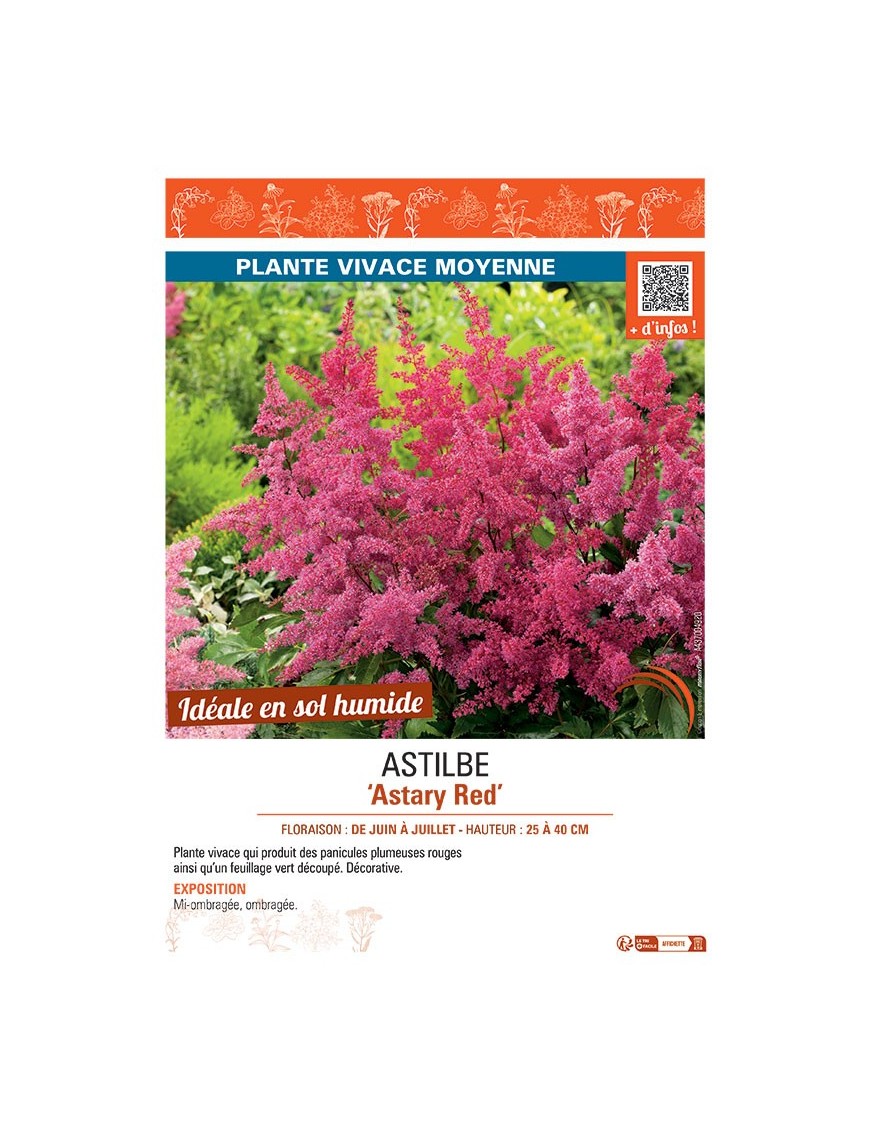 ASTILBE ASTARY RED