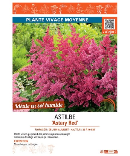 ASTILBE ASTARY RED