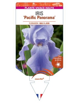 IRIS (germanica) Pacific Panorama