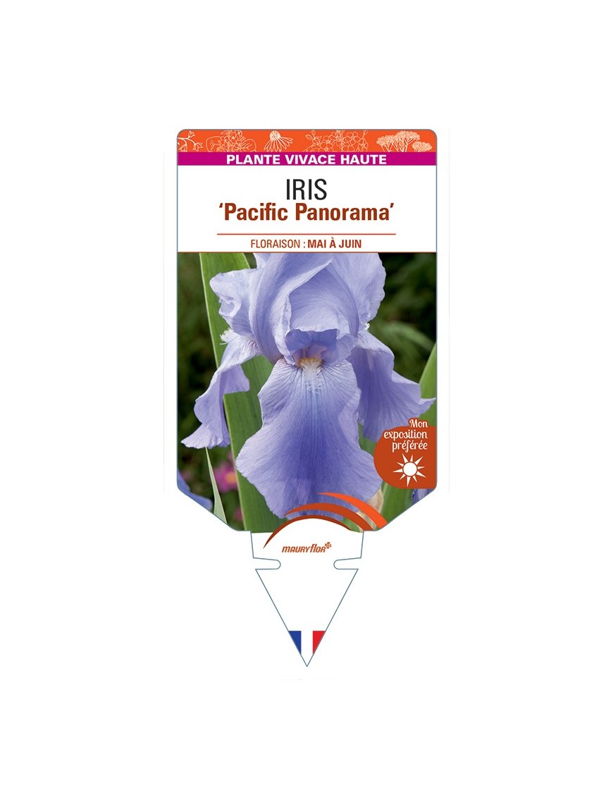 IRIS (germanica) Pacific Panorama