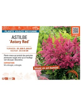 ASTILBE ASTARY RED