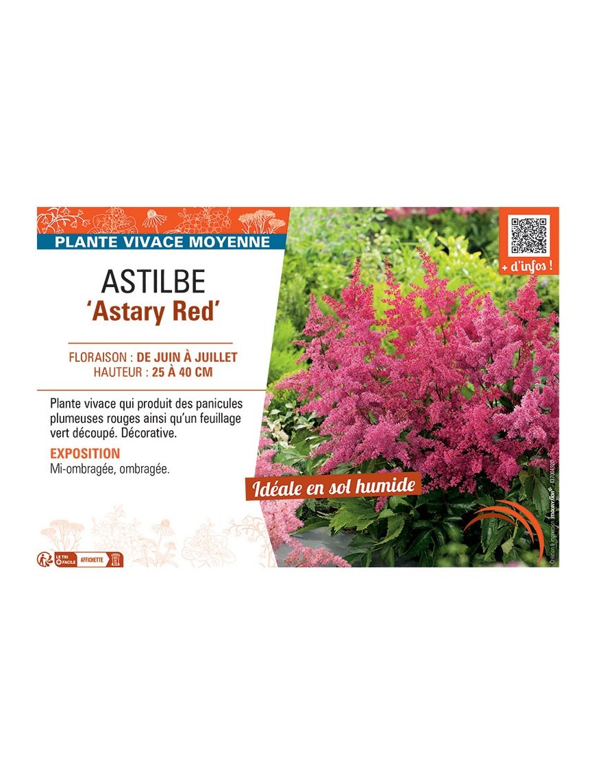 ASTILBE ASTARY RED