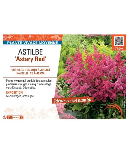 ASTILBE ASTARY RED