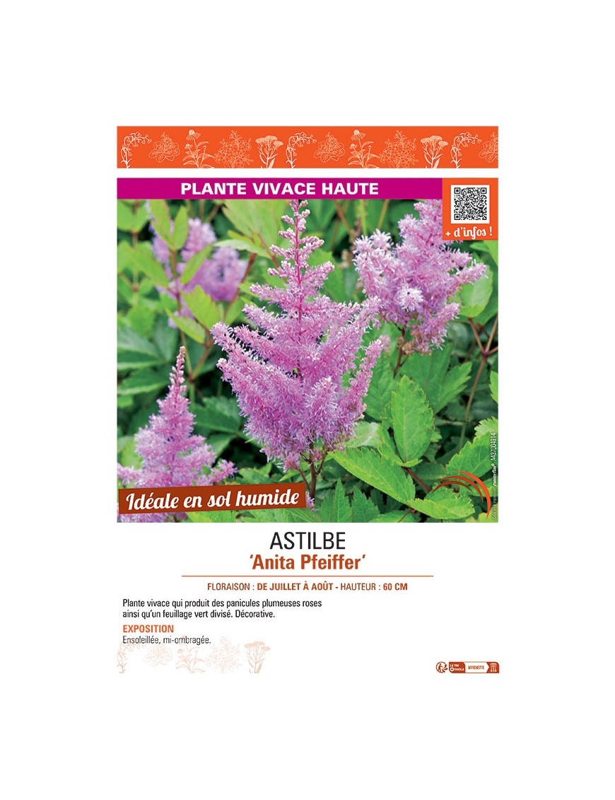 ASTILBE ANITA PFEIFFER