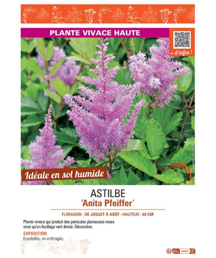 ASTILBE ANITA PFEIFFER