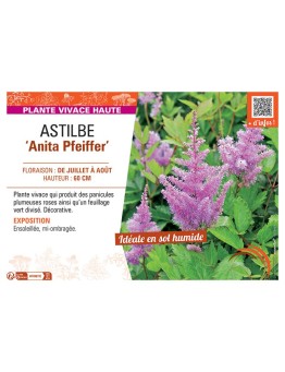 ASTILBE ANITA PFEIFFER