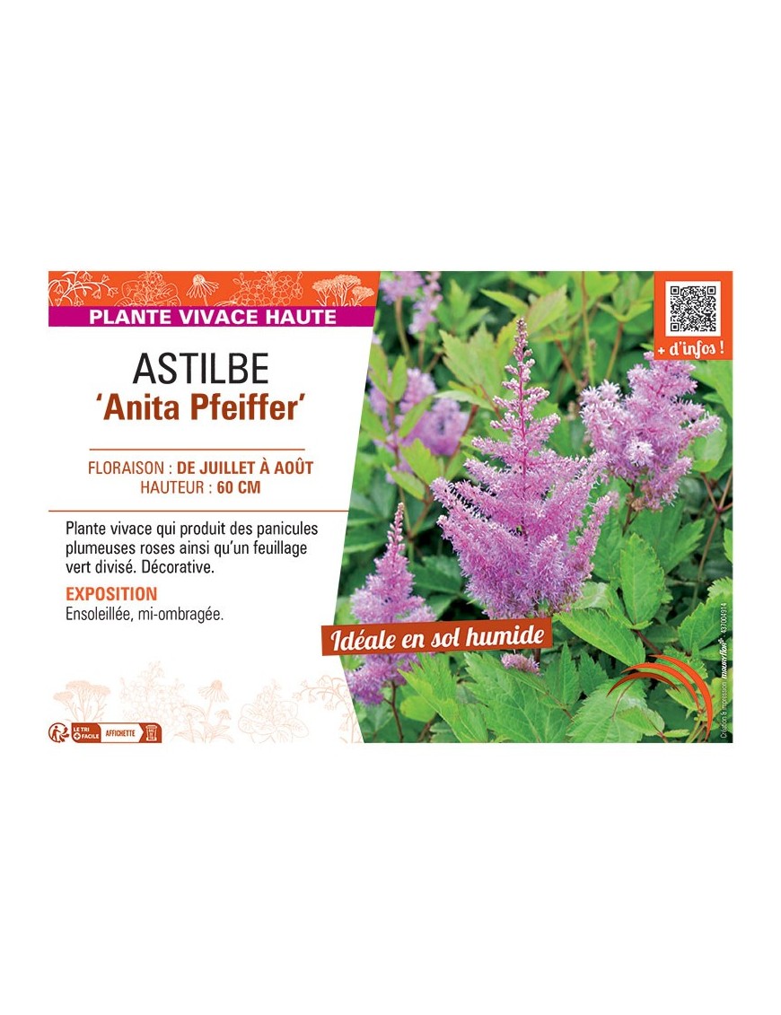 ASTILBE ANITA PFEIFFER
