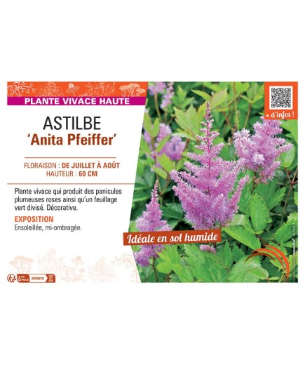 ASTILBE ANITA PFEIFFER