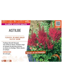 ASTILBE (rouge)