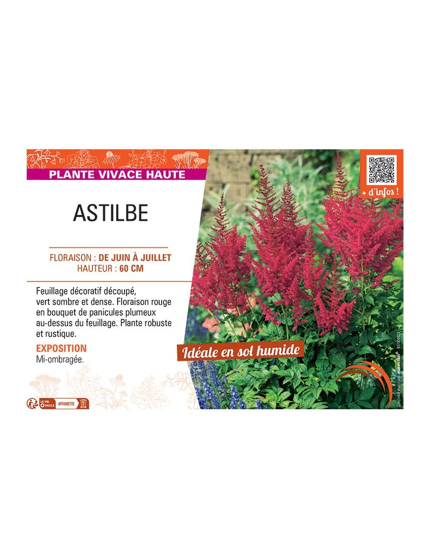 ASTILBE (rouge)