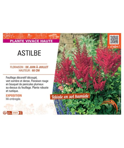 ASTILBE (rouge)