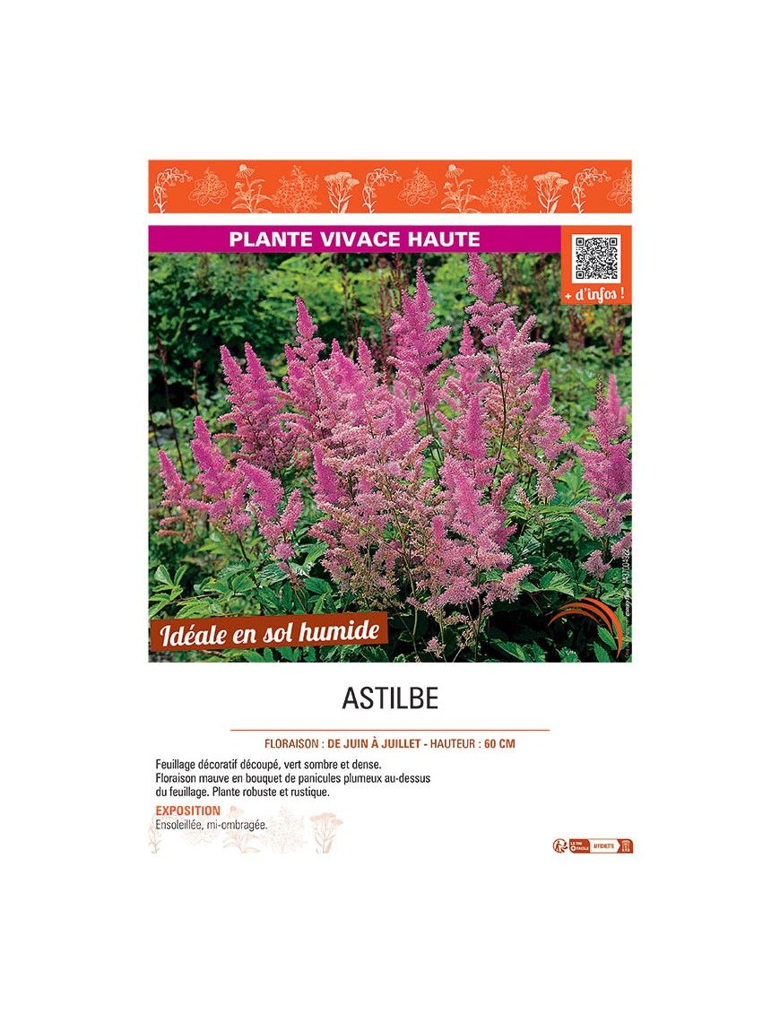 ASTILBE (mauve)