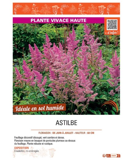 ASTILBE (mauve)