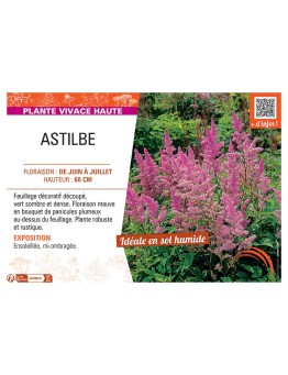 ASTILBE (mauve)