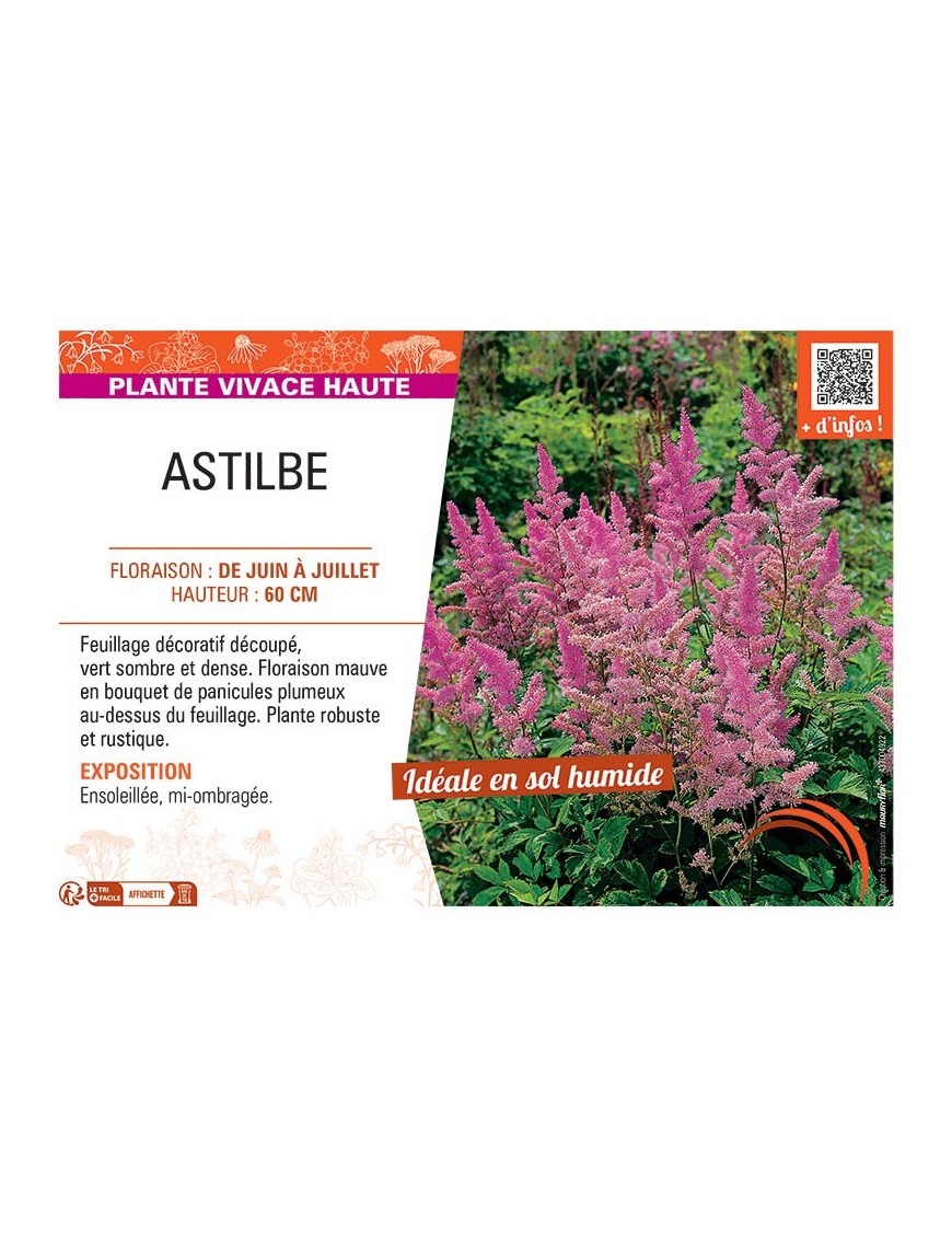 ASTILBE (mauve)