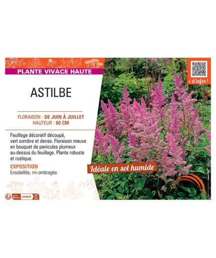ASTILBE (mauve)