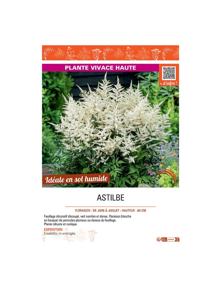 ASTILBE (blanc)