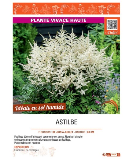 ASTILBE (blanc)