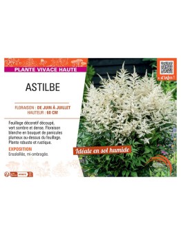ASTILBE (blanc)