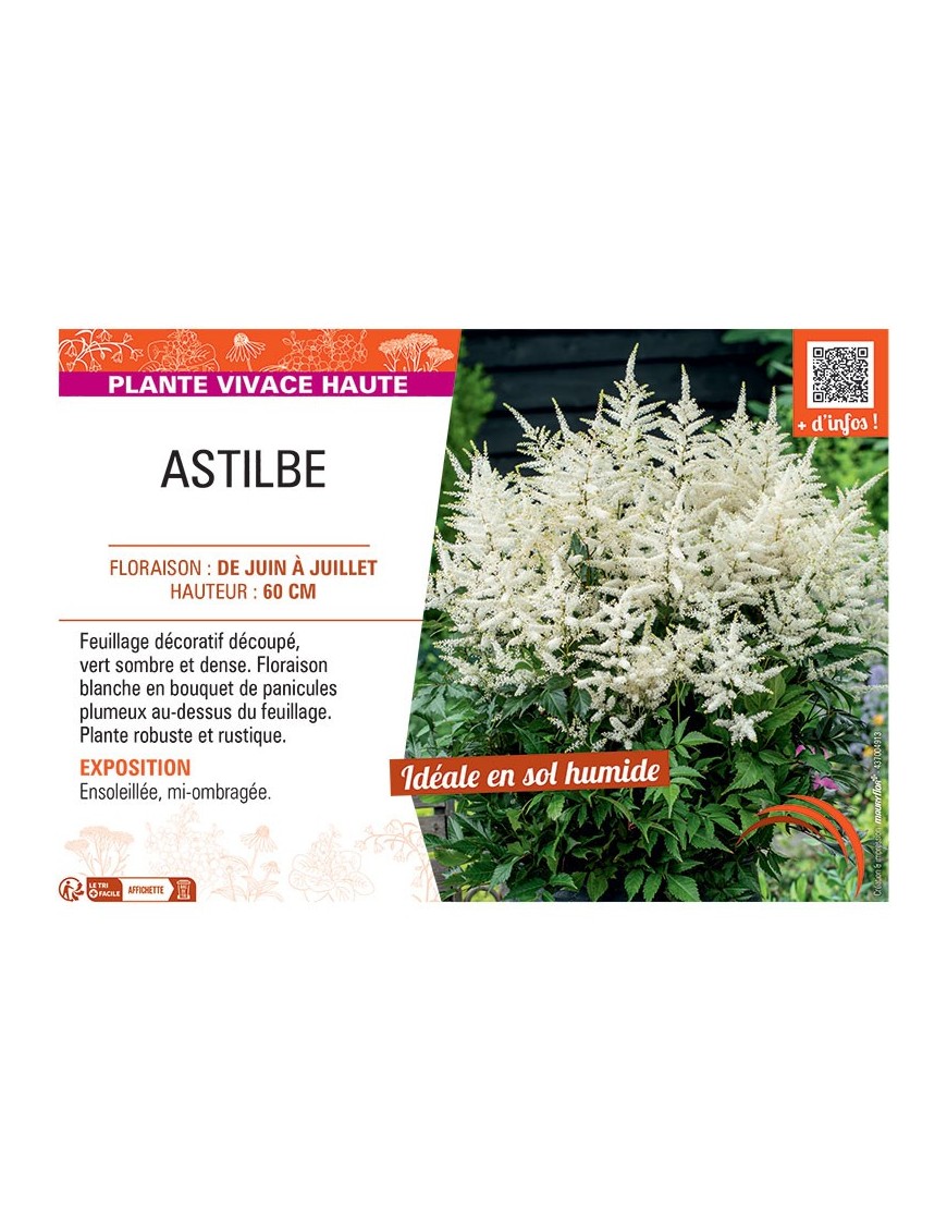ASTILBE (blanc)