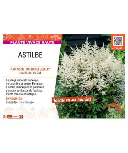ASTILBE (blanc)