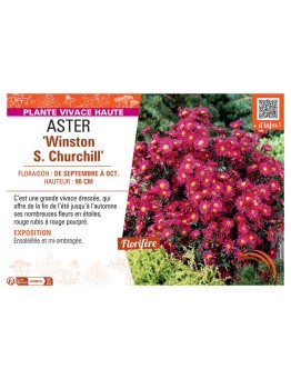ASTER WINSTON S. CHURCHILL
