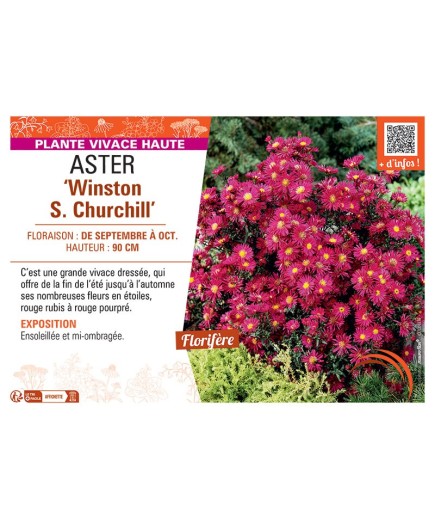 ASTER WINSTON S. CHURCHILL
