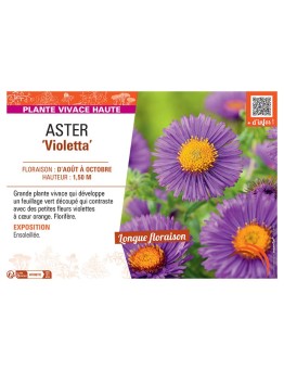 ASTER VIOLETTA