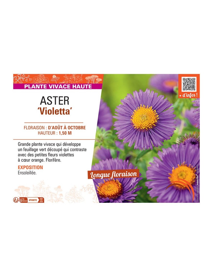 ASTER VIOLETTA