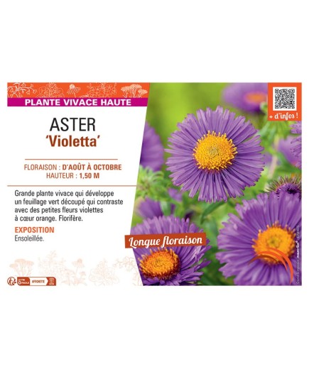 ASTER VIOLETTA