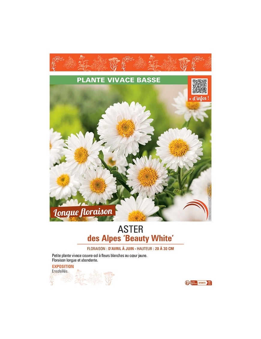 ASTER PINK STAR