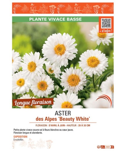 ASTER PINK STAR