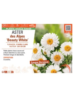 ASTER PINK STAR