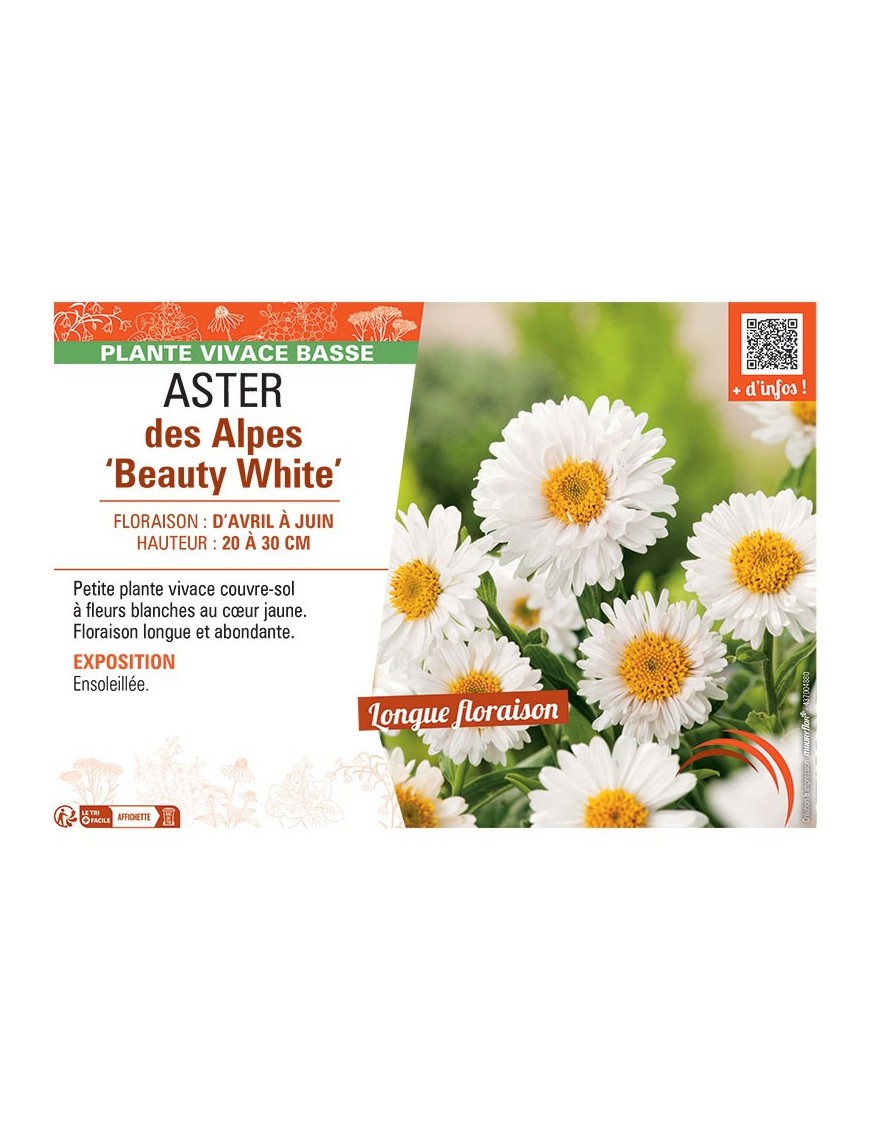 ASTER PINK STAR