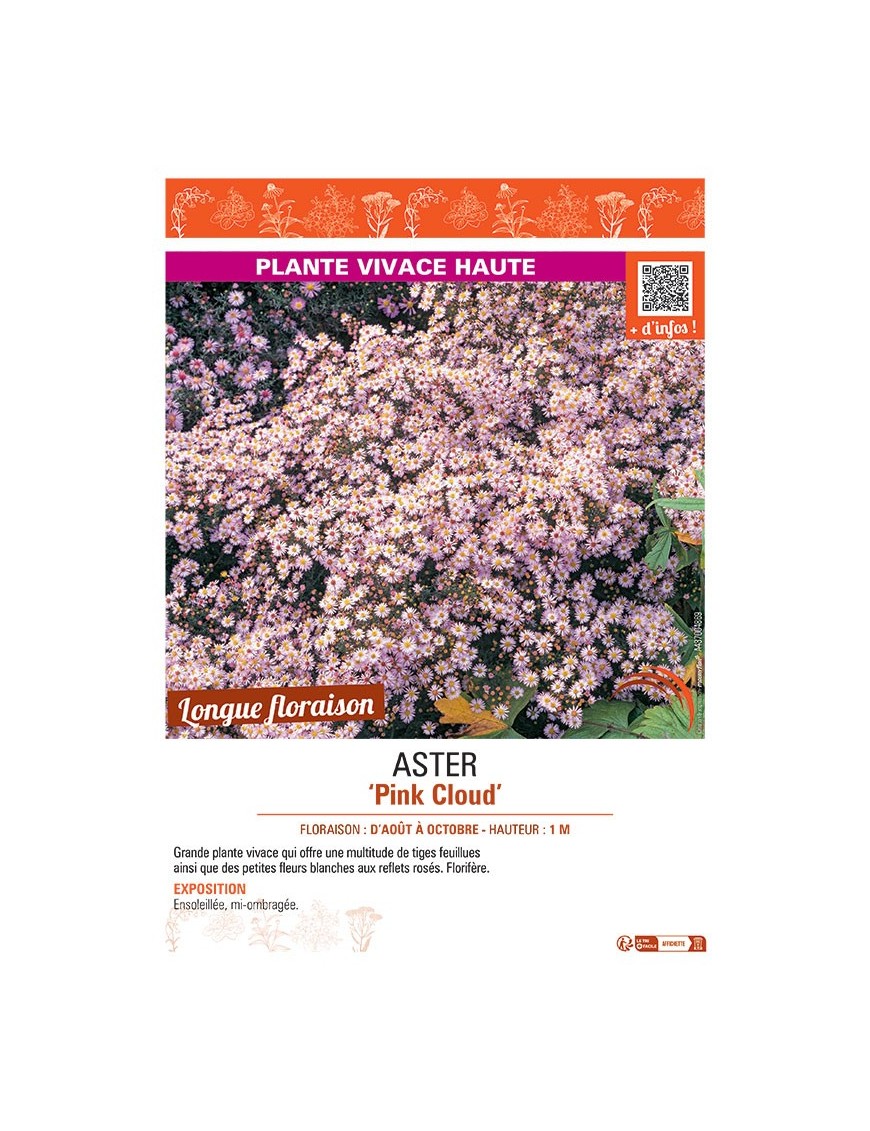 ASTER PINK CLOUD