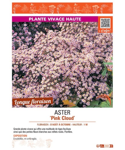 ASTER PINK CLOUD