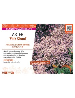 ASTER PINK CLOUD
