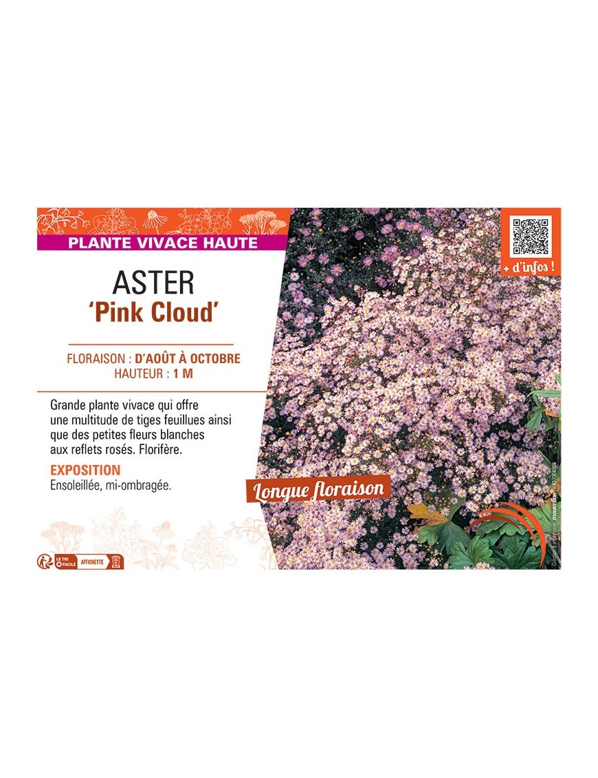 ASTER PINK CLOUD