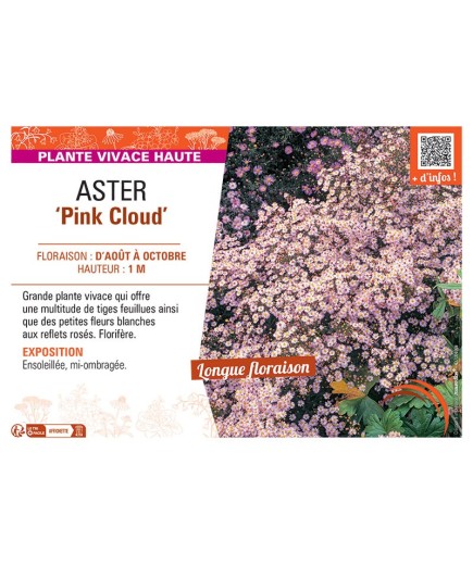 ASTER PINK CLOUD