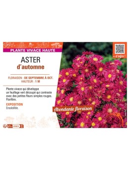 Aster novi-belgii ASTER D'AUTOMNE (simple rouge)