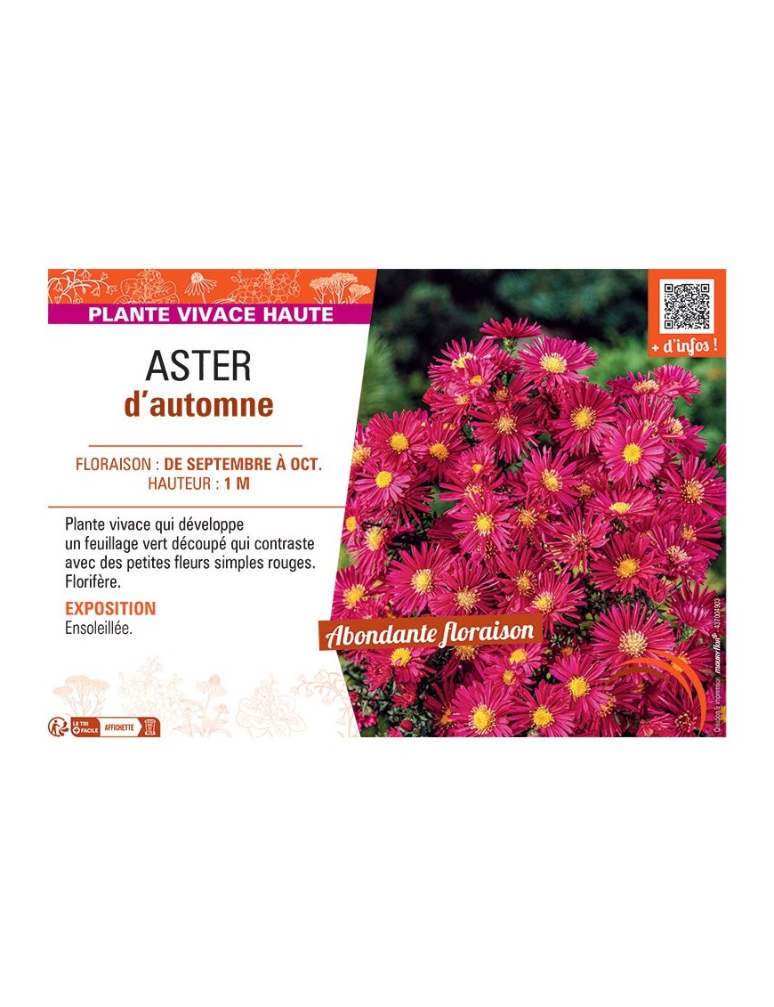 Aster novi-belgii ASTER D'AUTOMNE (simple rouge)