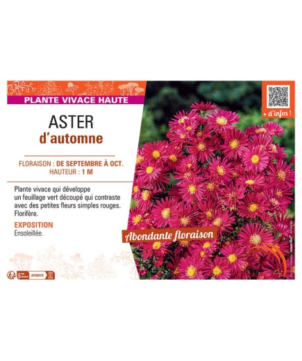 Aster novi-belgii ASTER D'AUTOMNE (simple rouge)