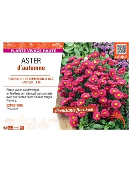 Aster novi-belgii ASTER D'AUTOMNE (rouge)
