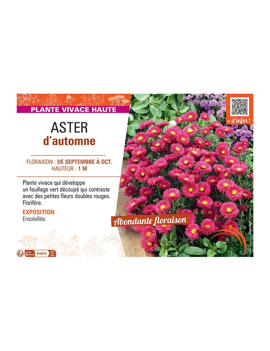 Aster novi-belgii ASTER D'AUTOMNE (rouge)