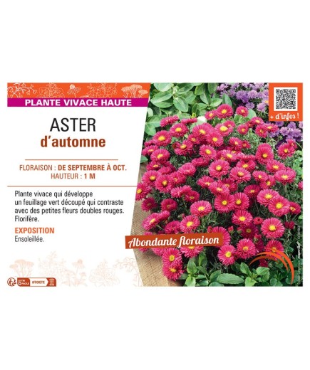 Aster novi-belgii ASTER D'AUTOMNE (rouge)
