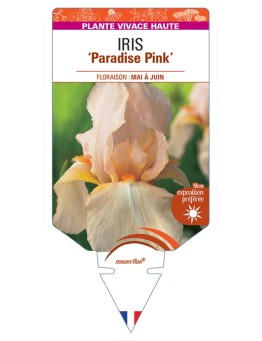 IRIS (germanica) Paradise Pink