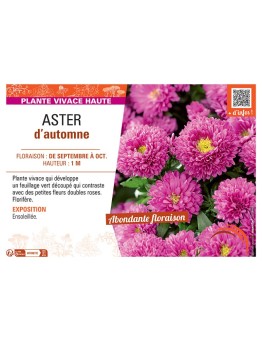 Aster novi-belgii ASTER D'AUTOMNE (rose)