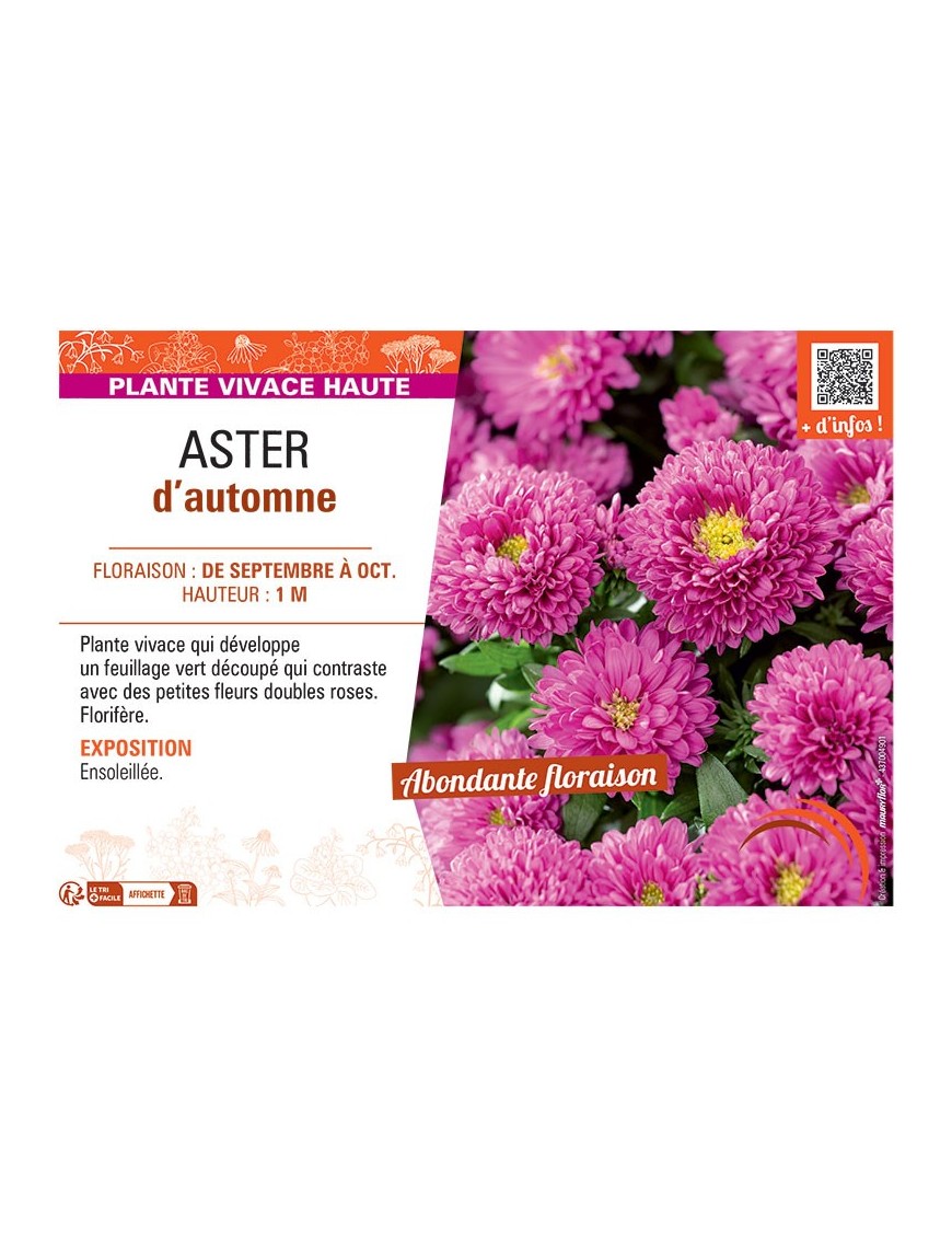 Aster novi-belgii ASTER D'AUTOMNE (rose)